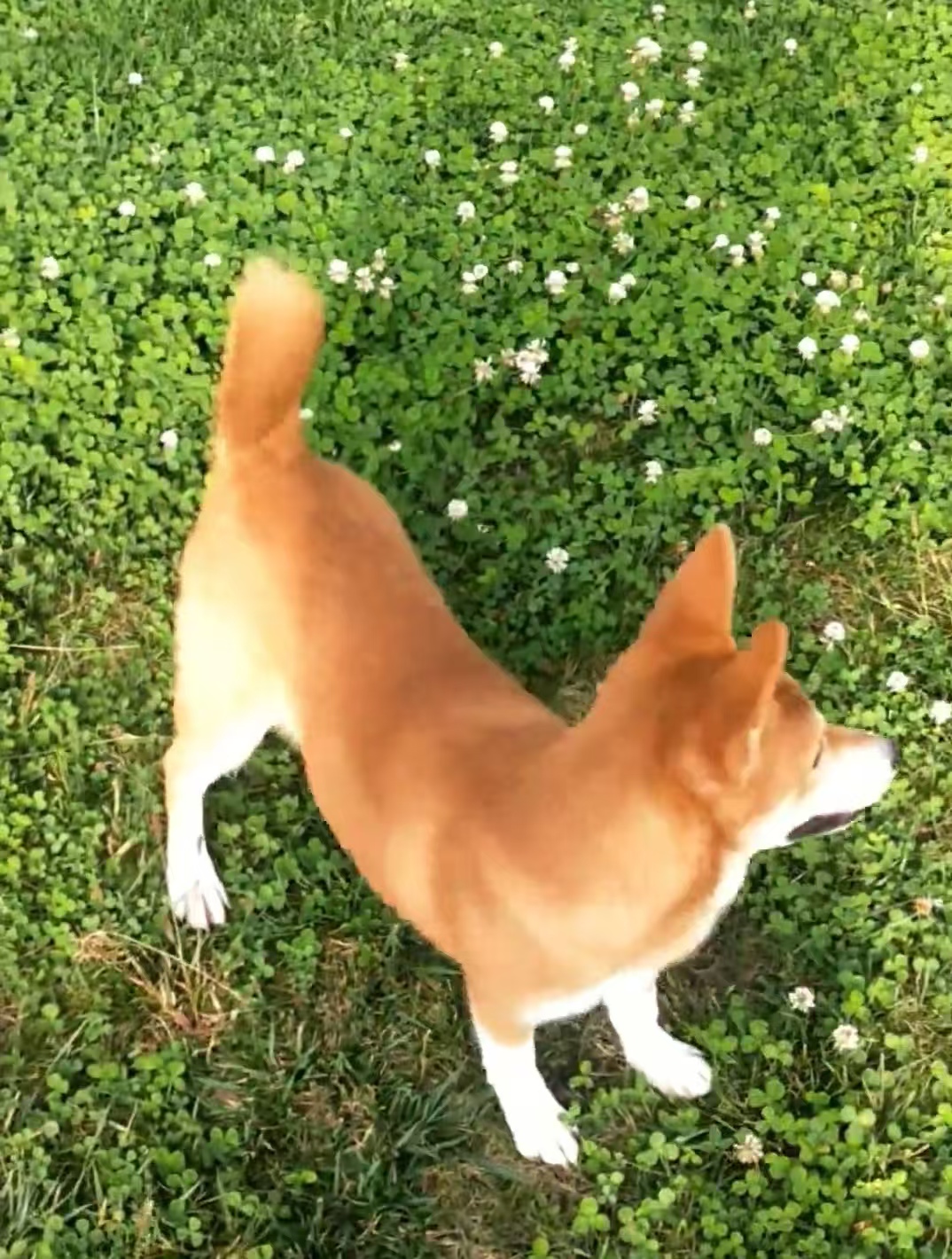 黄狗白面，纯种